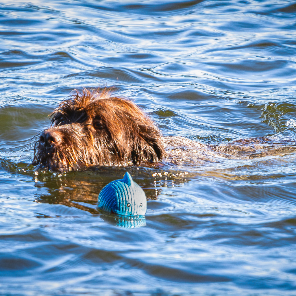 Finn the Shark Ruff-Tex® Latex Ball Dog Toy, Large