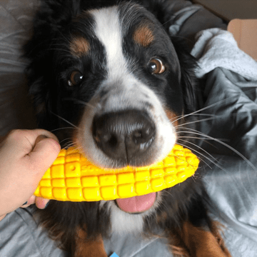 Corn on the Cob Nylon Dog Toy for Aggressive Chewers | USA Made | SodaPup